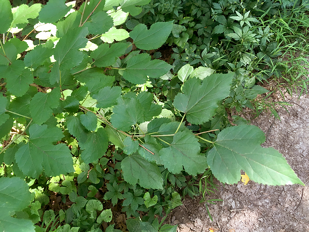 White Mulberry