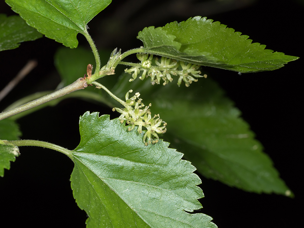 White Mulberry