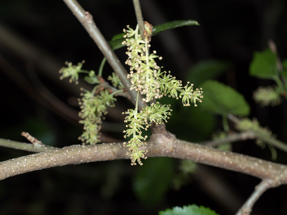 White Mulberry