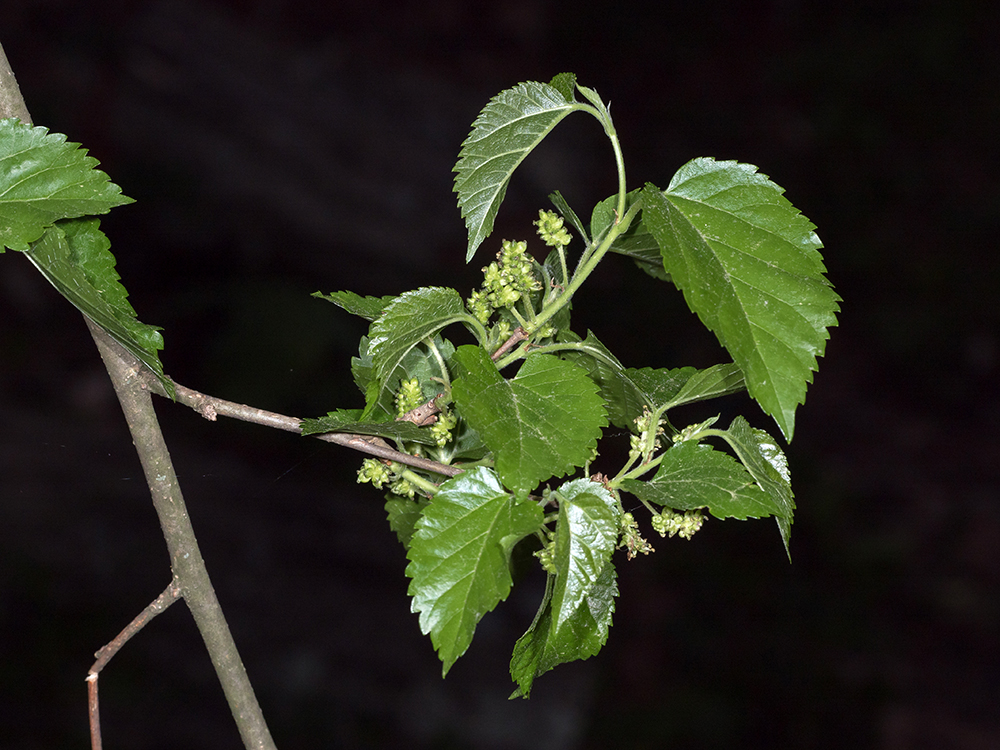 White Mulberry