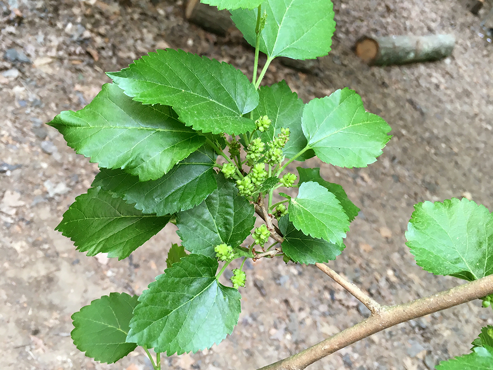 White Mulberry