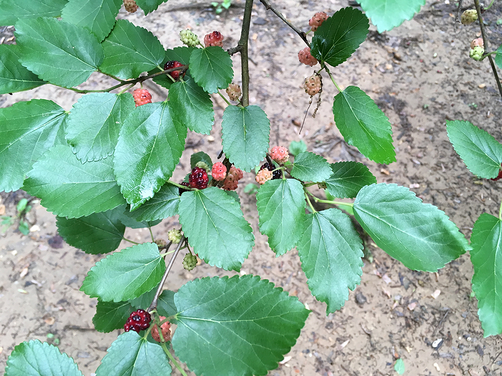 White Mulberry