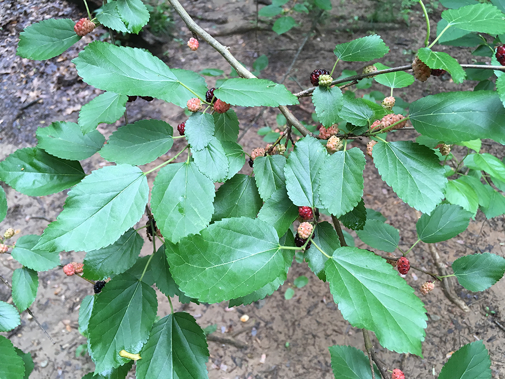 White Mulberry