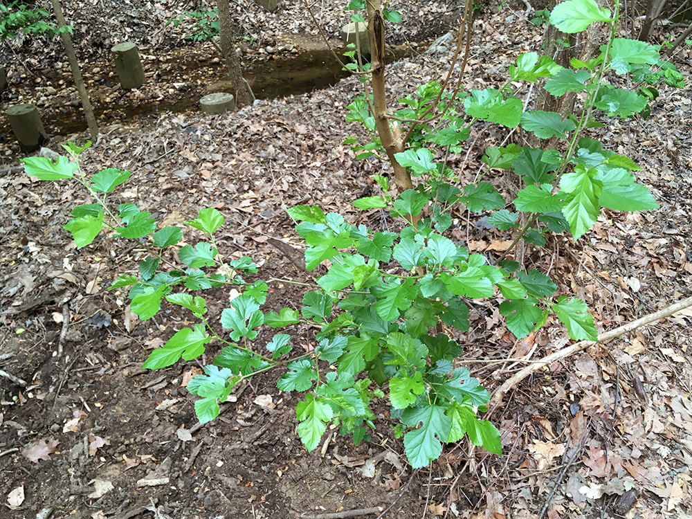 White Mulberry