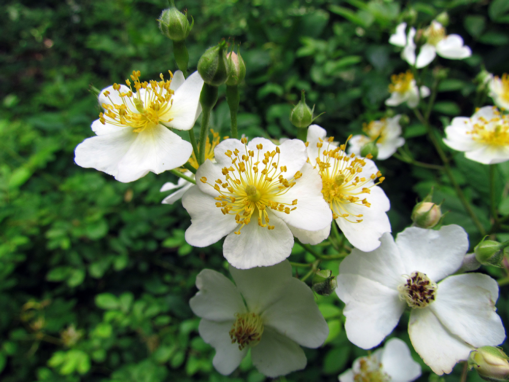 Multiflora Rose