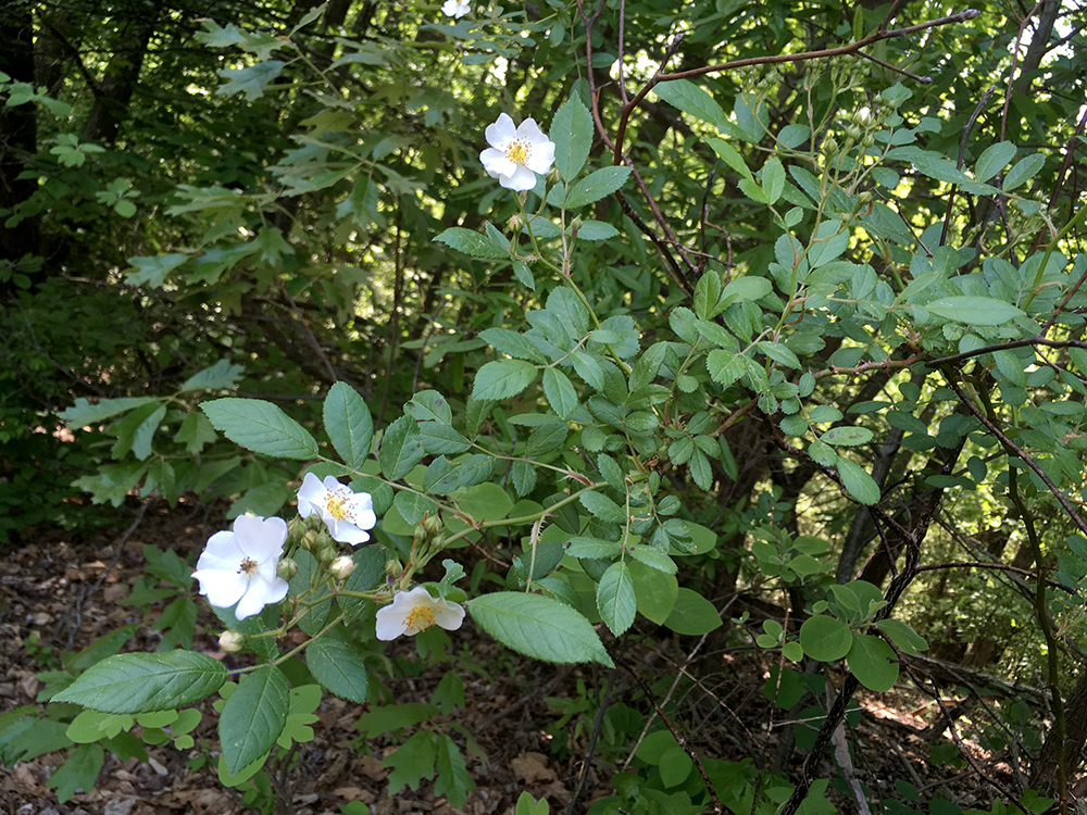 Multiflora Rose