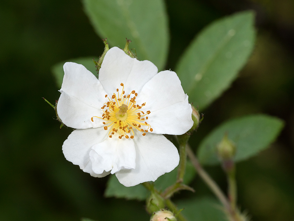 Multiflora Rose