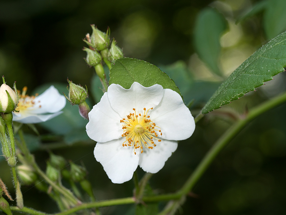 Multiflora Rose