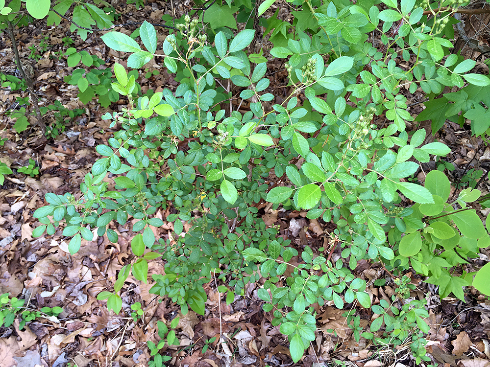 Multiflora Rose