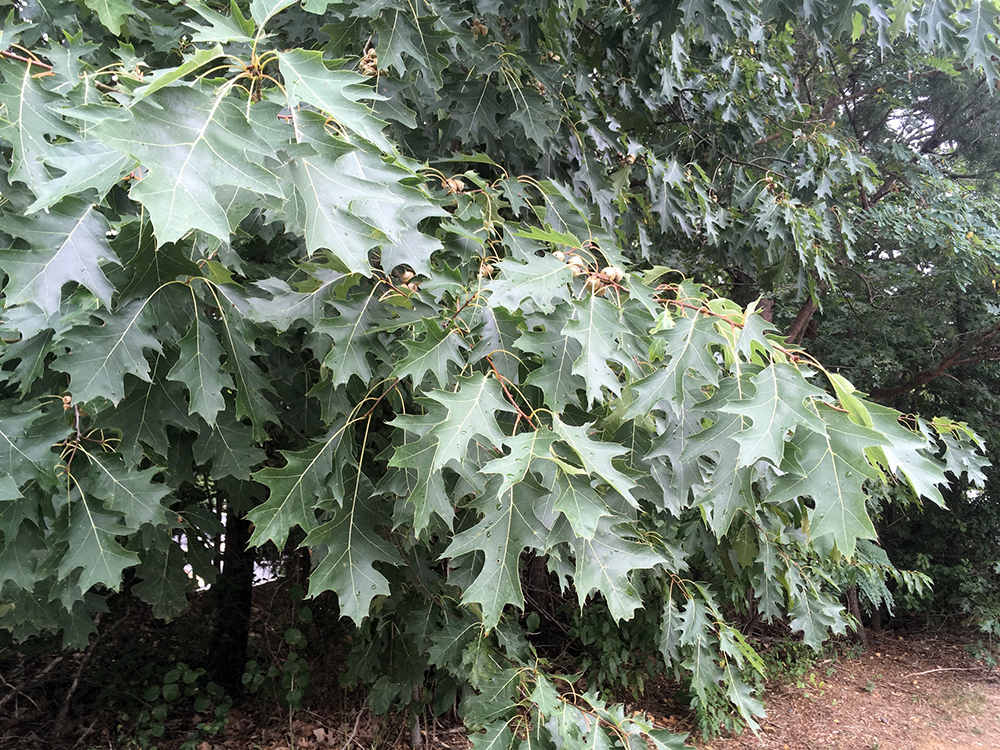 Red Oak leaves