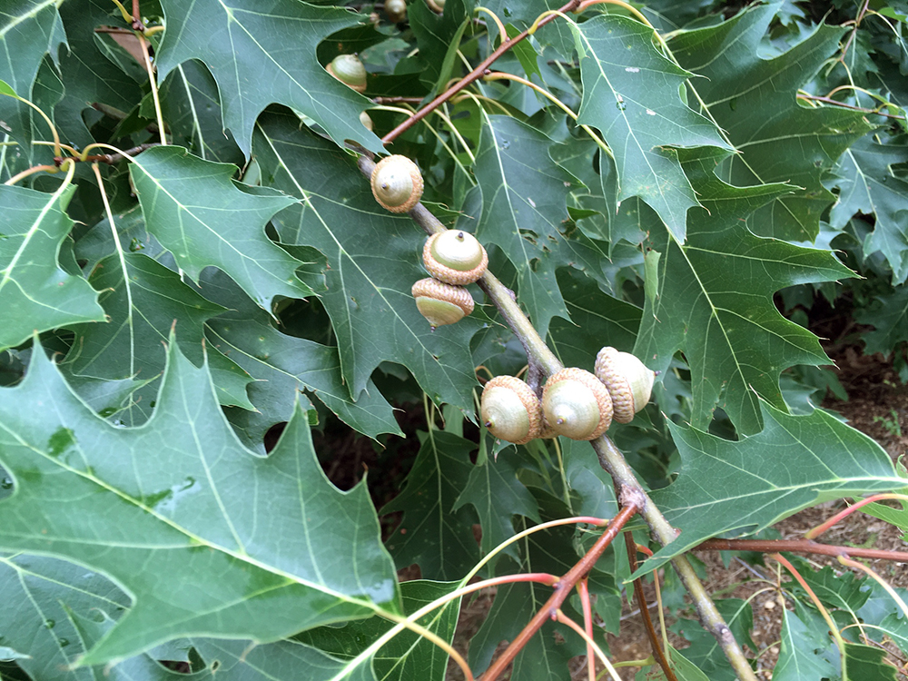 Red Oak leaves