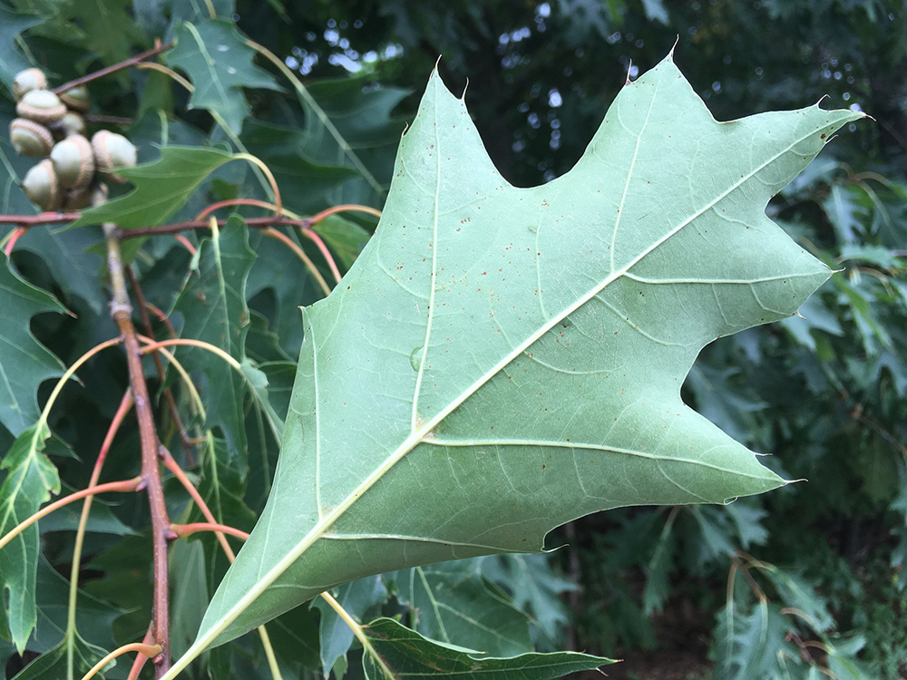 Red Oak leaves