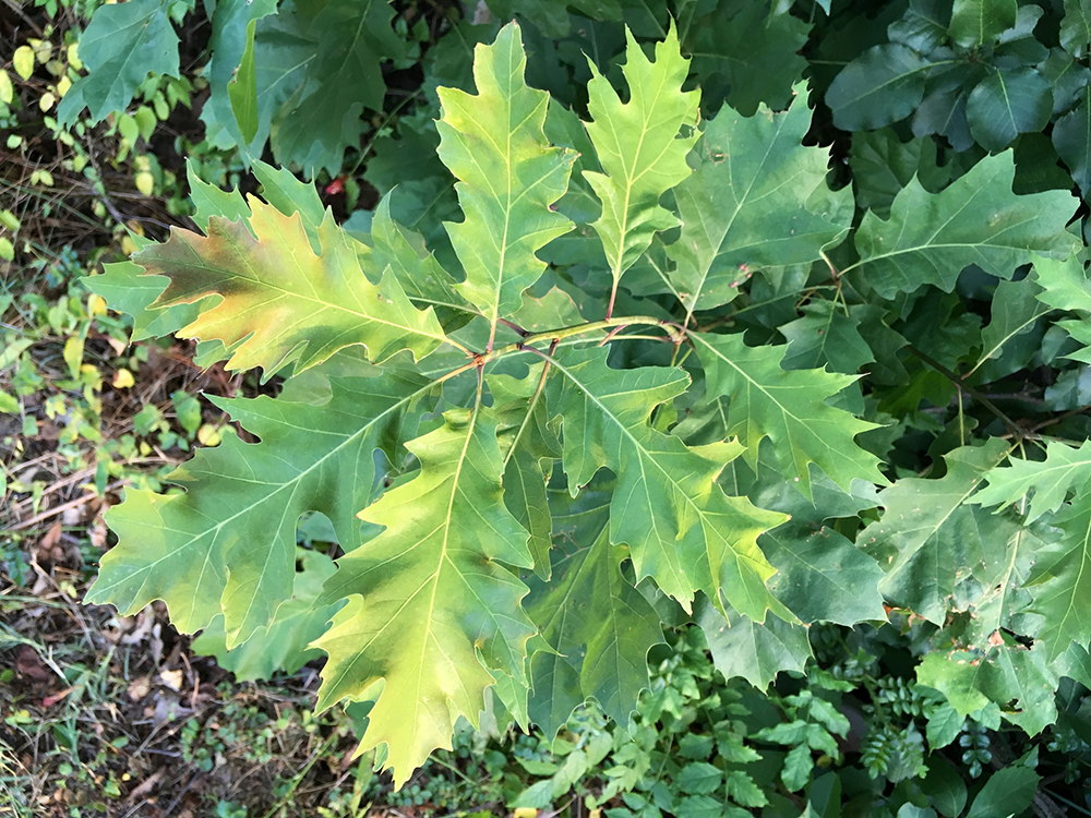 Red Oak leaves