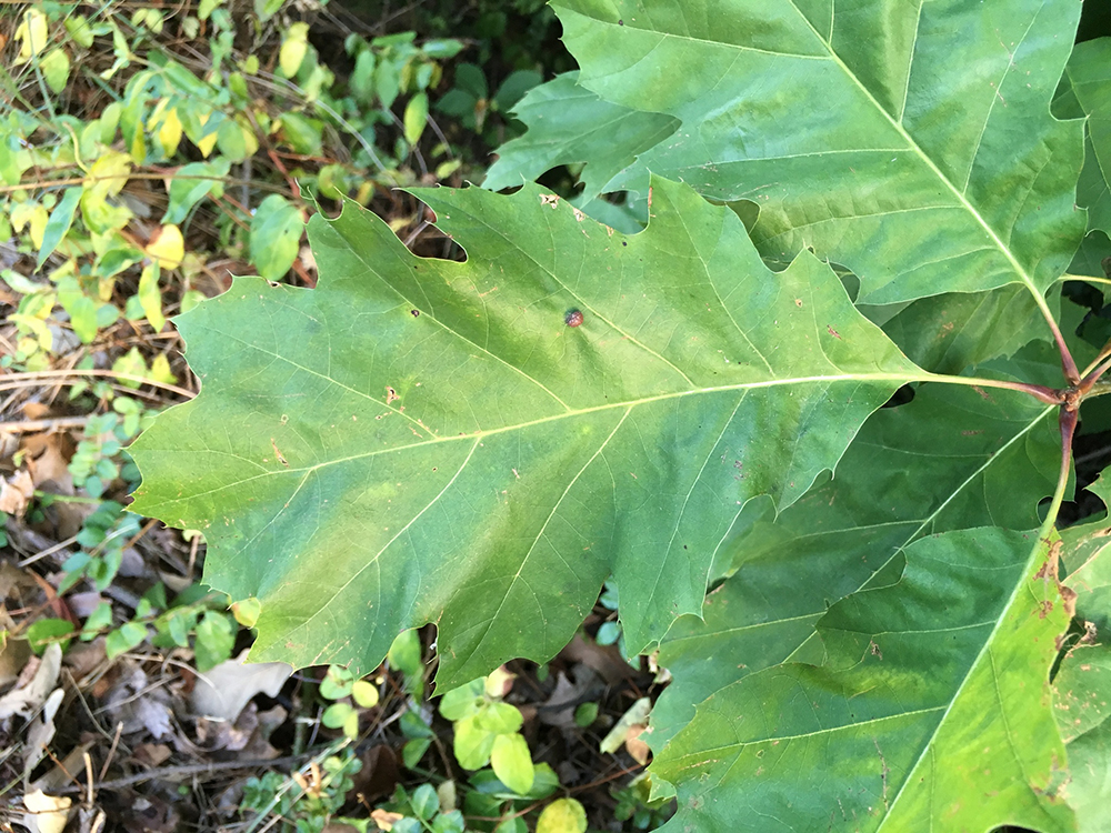 Red Oak leaves