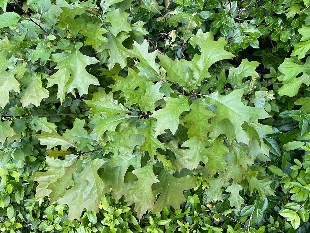 Red Oak leaves