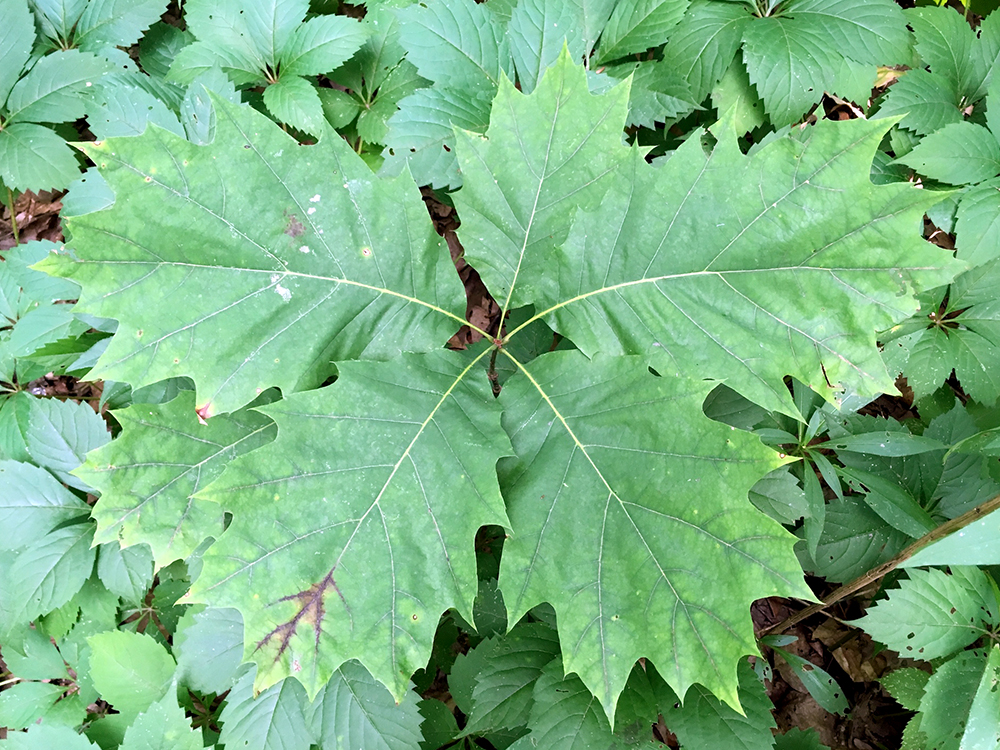 Red Oak leaves