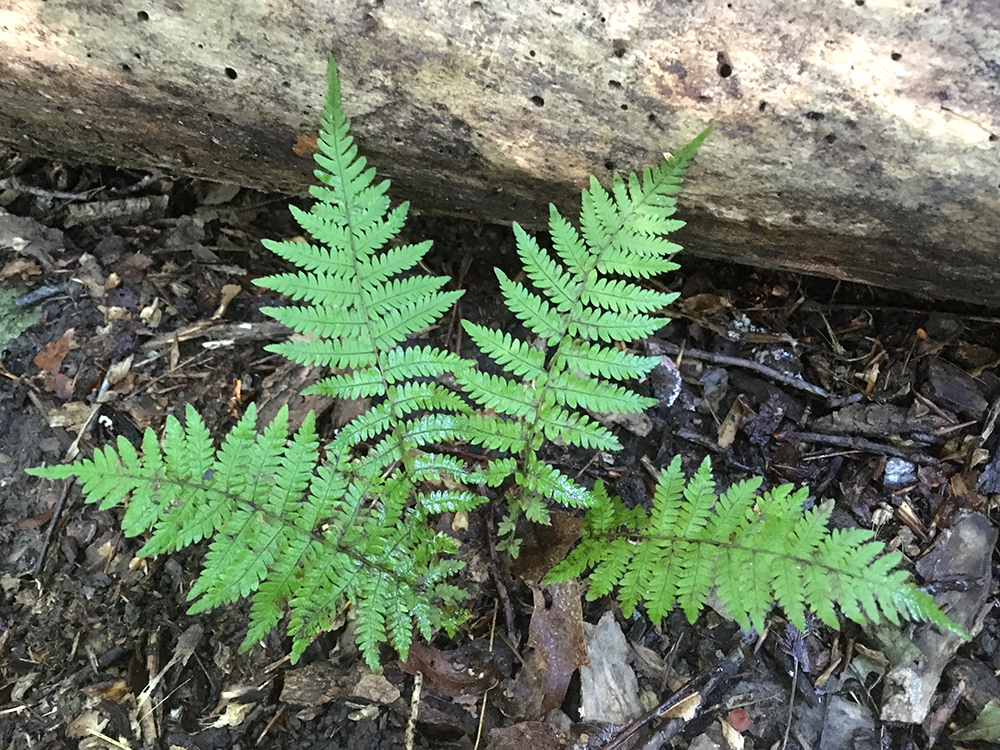 New York Fern