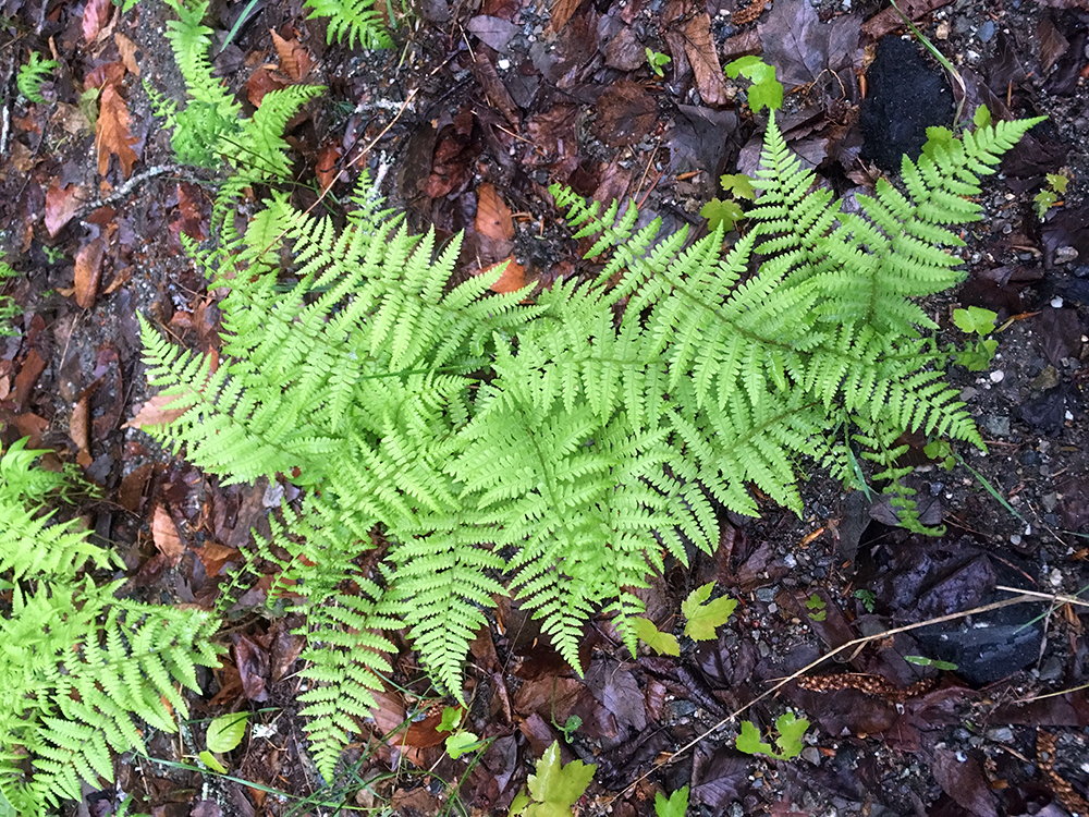 New York Fern