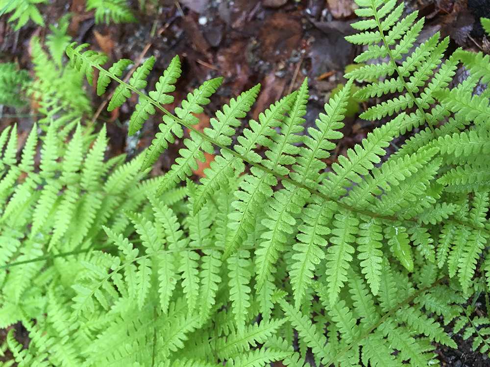 New York Fern