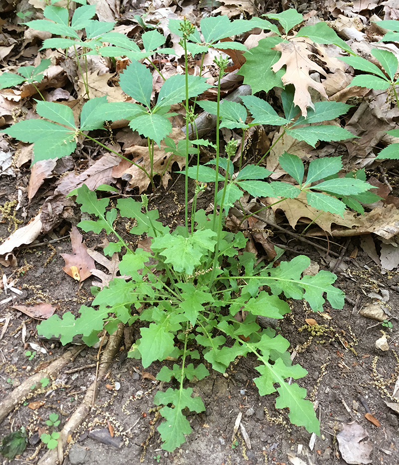 Oriental False Hawksbeard