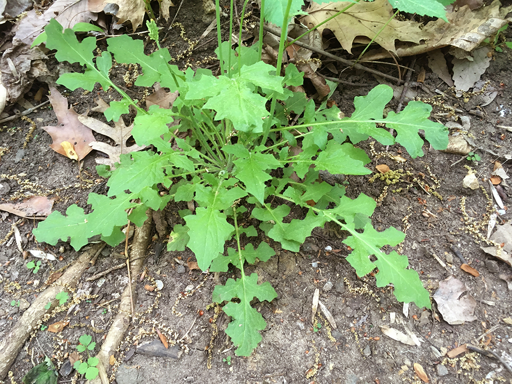 Oriental False Hawksbeard