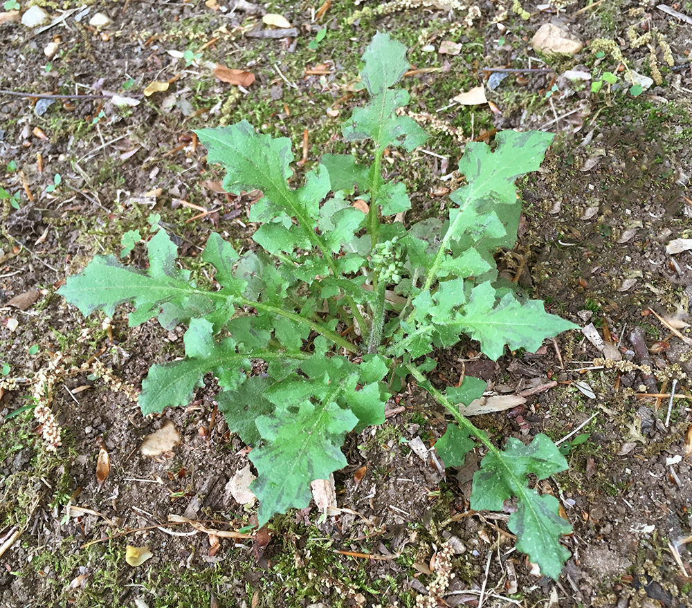 Oriental False Hawksbeard