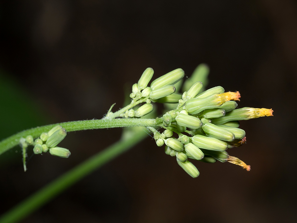 Oriental False Hawksbeard