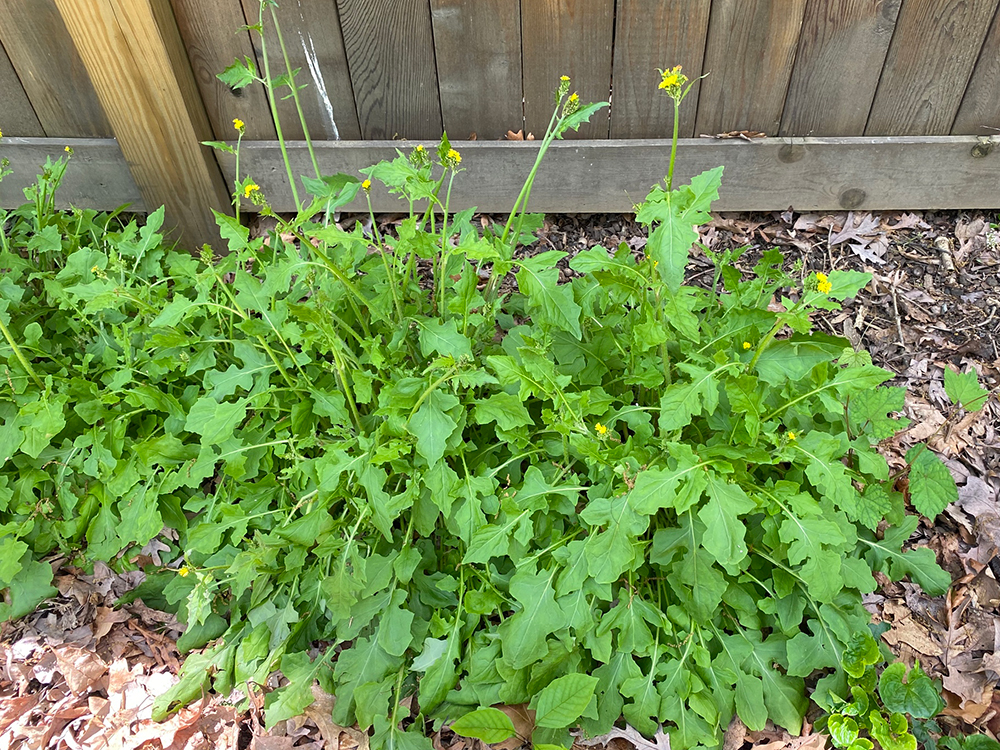 Oriental False Hawksbeard