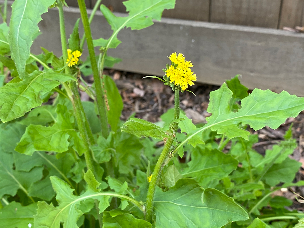 Oriental False Hawksbeard