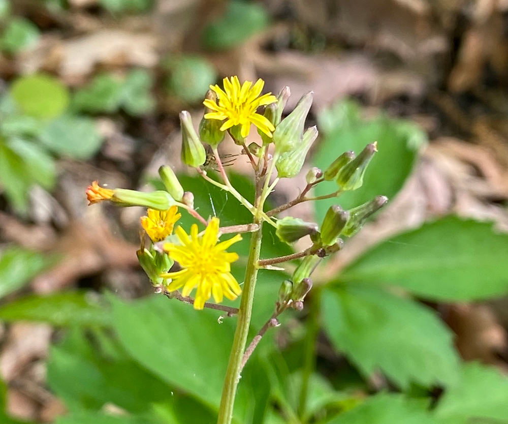 Oriental False Hawksbeard