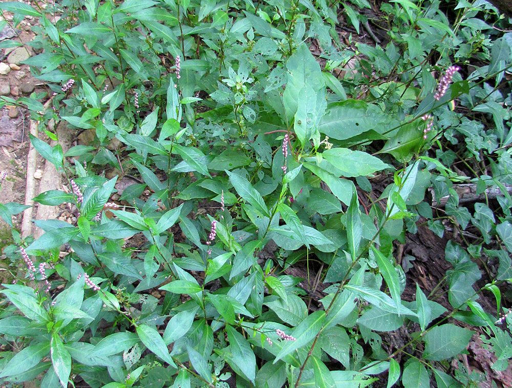 Oriental Smartweed