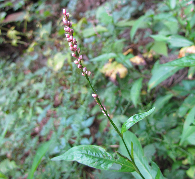 Oriental Smartweed