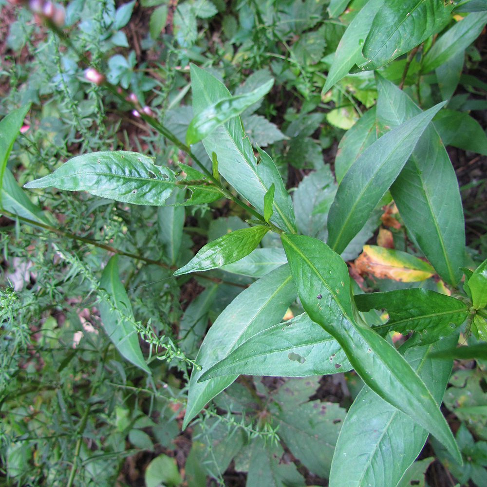 Oriental Smartweed