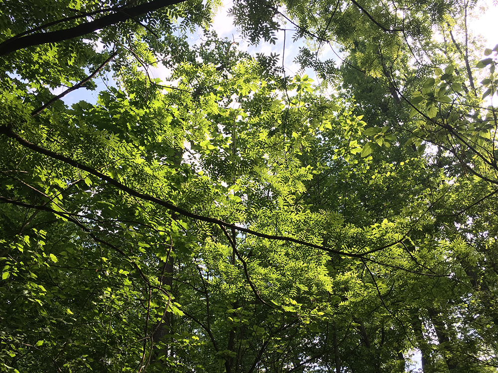 Japanese Pagoda Tree branches from below