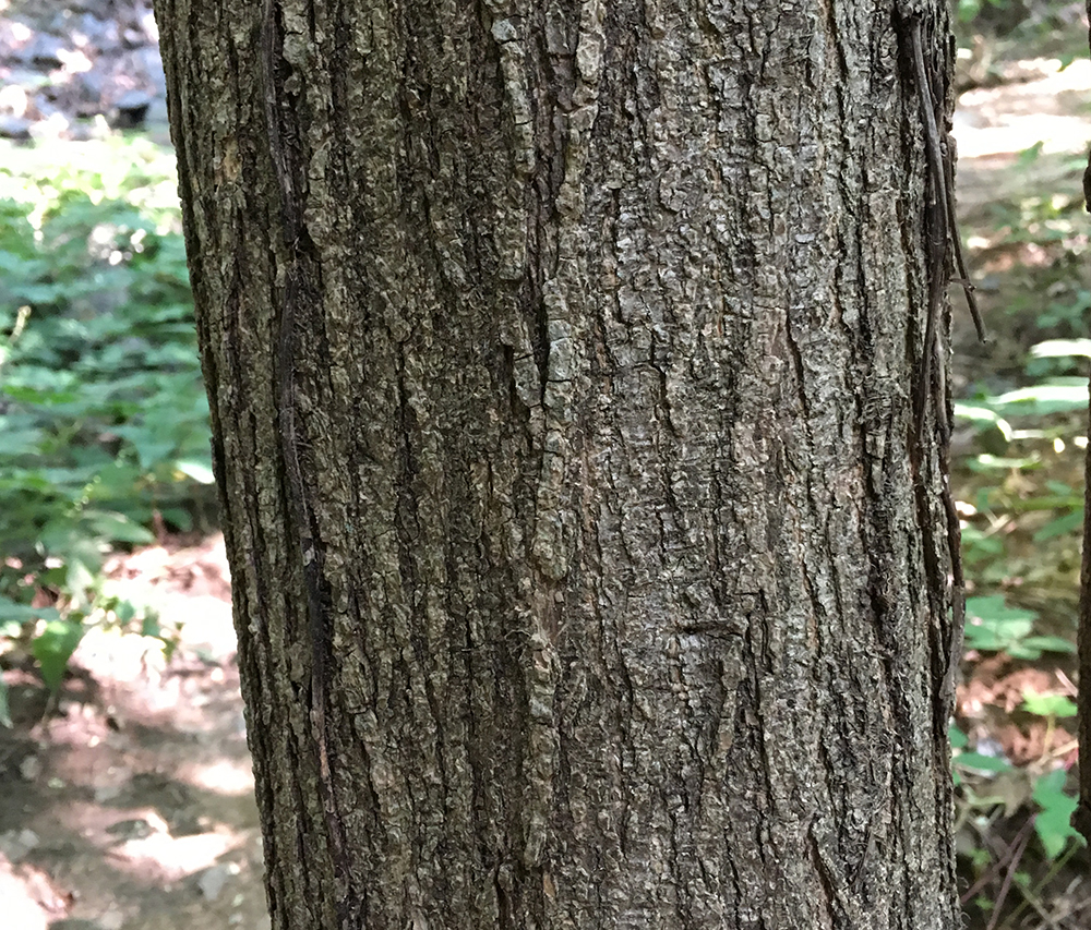 Japanese Pagoda Tree trunk