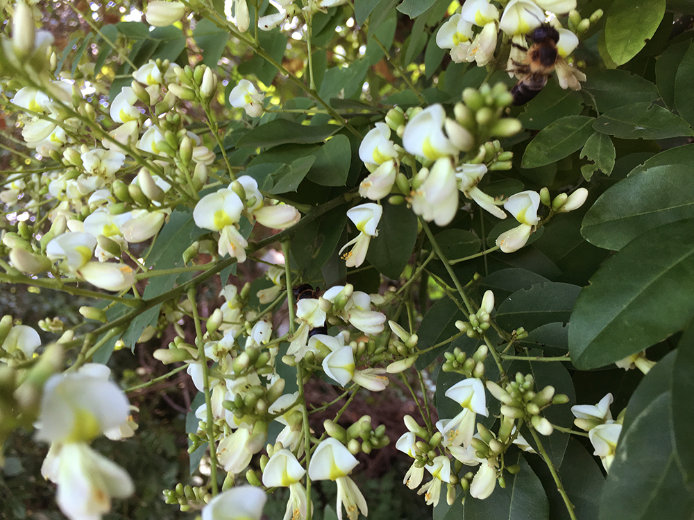 Japanese Pagoda Tree flowers