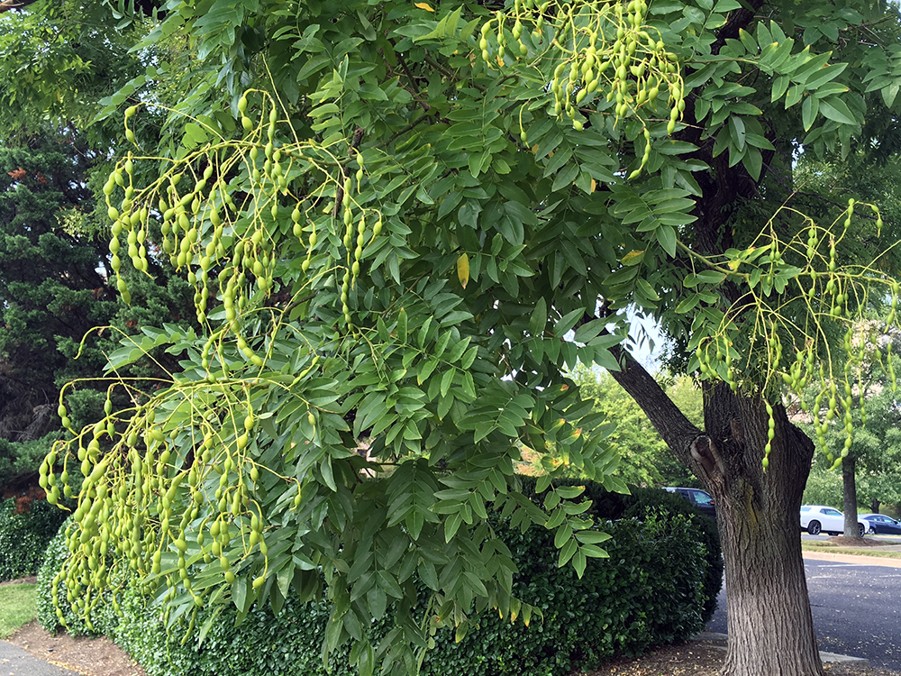 Japanese Pagoda Tree seedpods