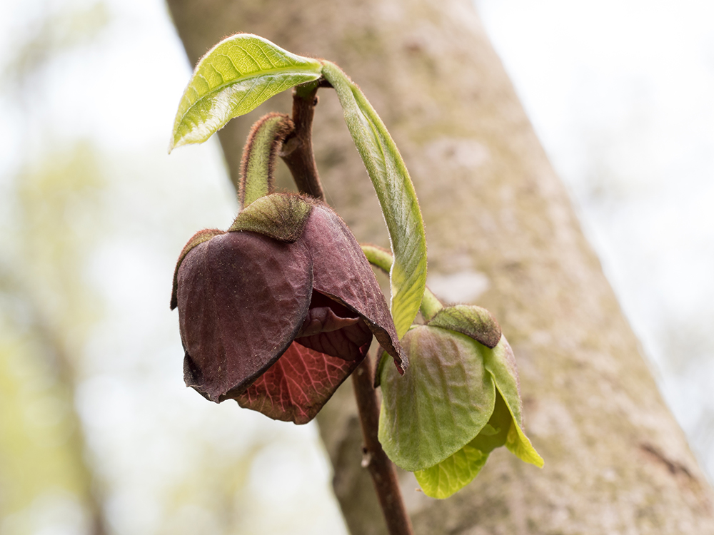 Pawpaw flowers