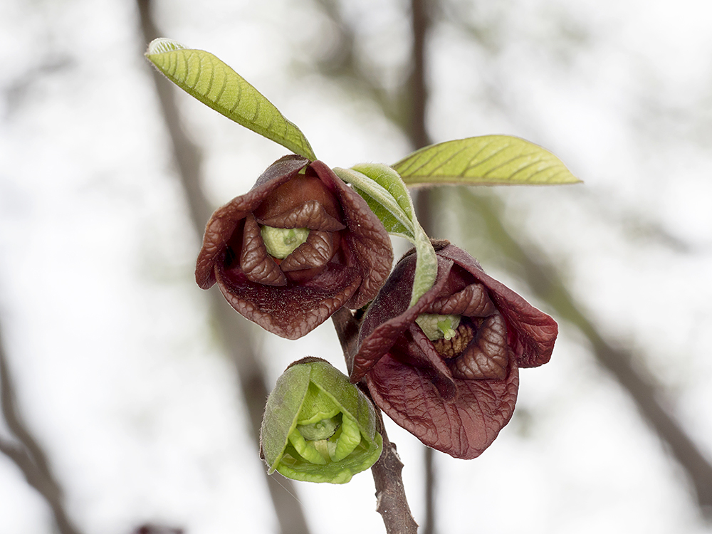 Pawpaw flowers