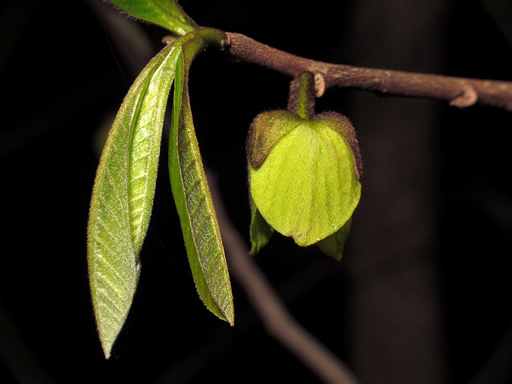 Pawpaw flowers