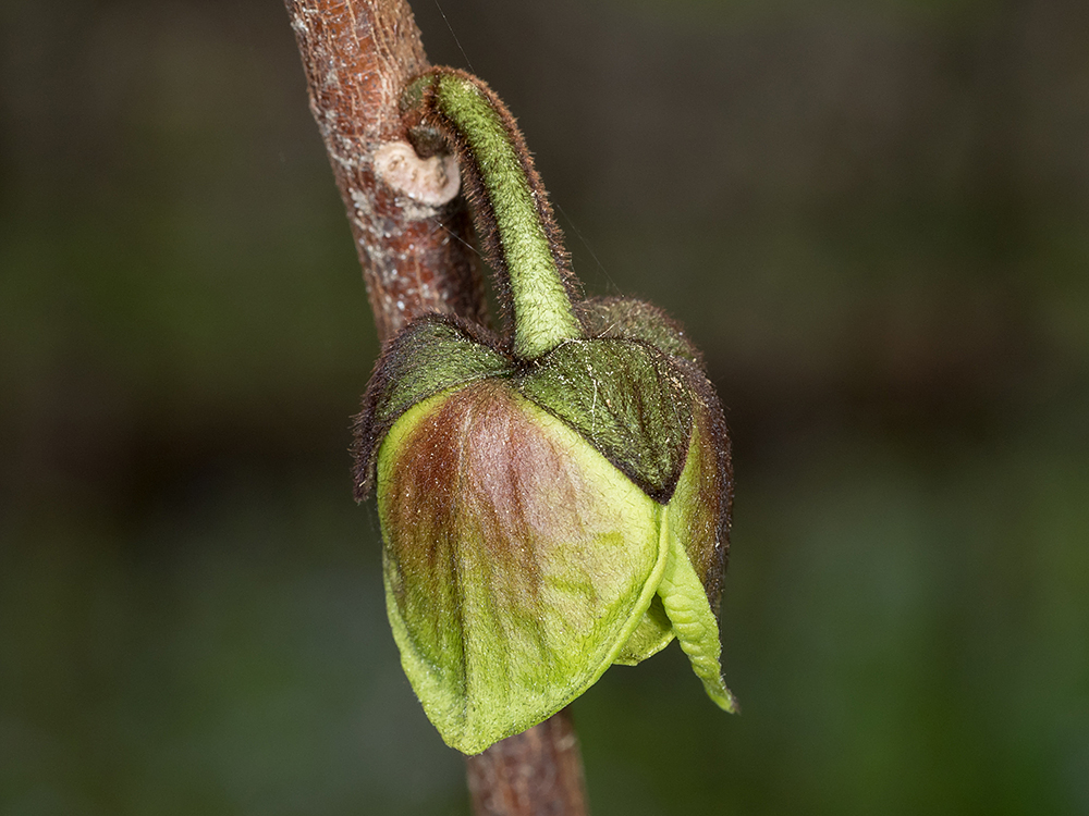 Pawpaw flowers