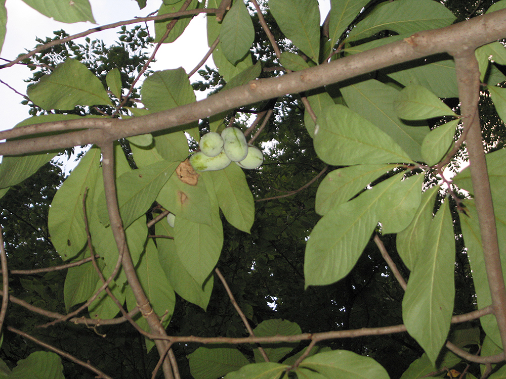 Pawpaw flowers