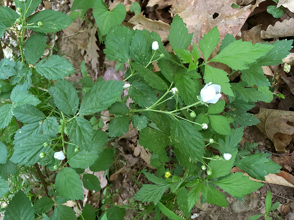 Flowering Pennsylvania Blackberr