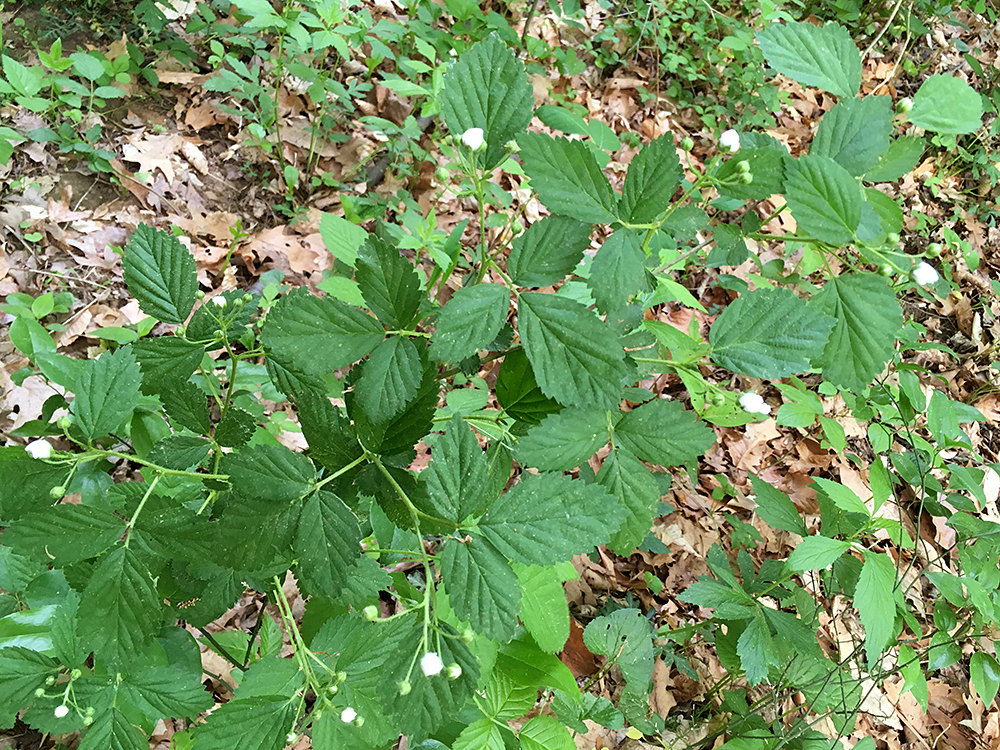 Flowering Pennsylvania Blackberr