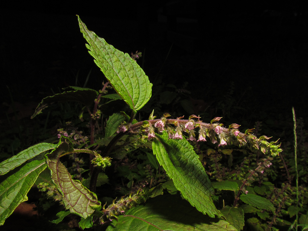 Beefsteak flowers