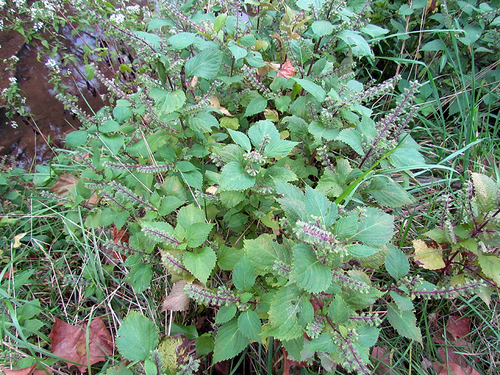 Beefsteak Plants