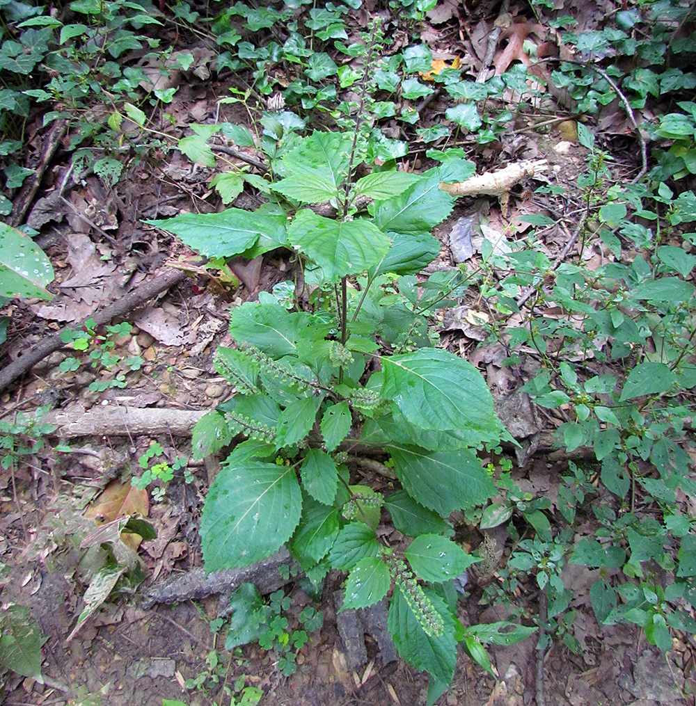 Beefsteak Plant