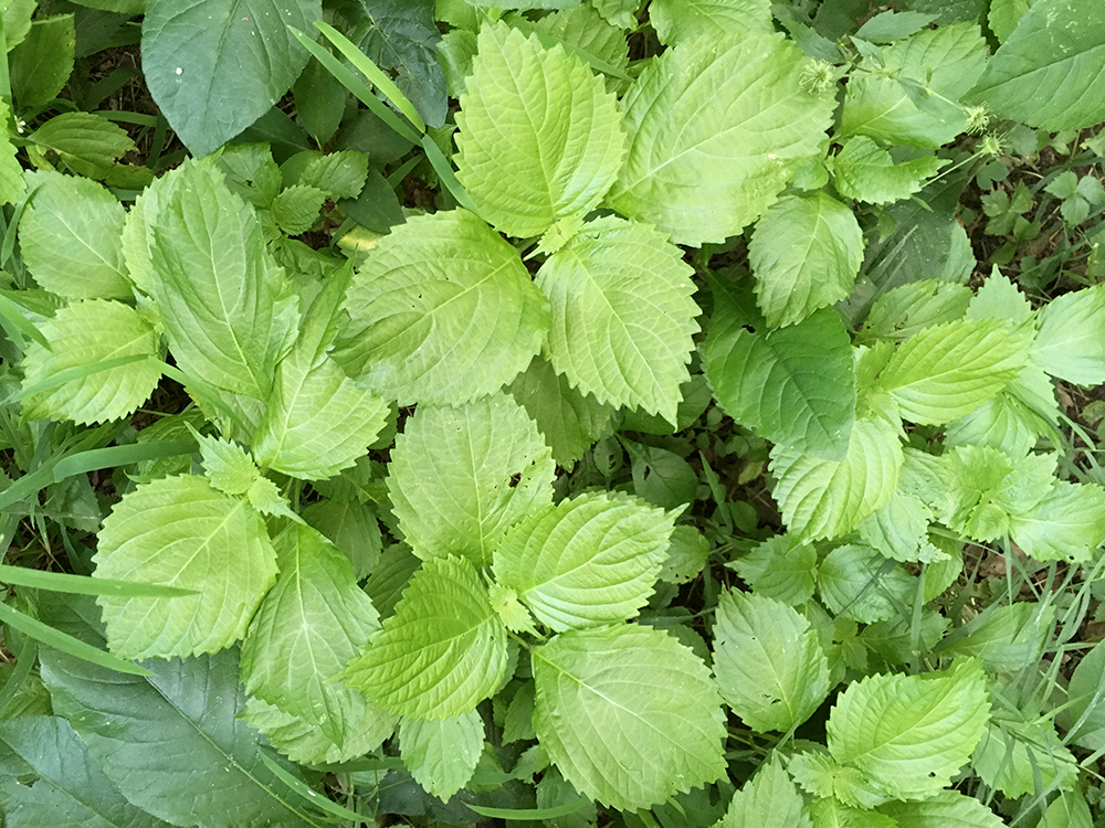 Beefsteak Plants