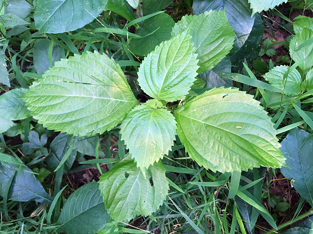 Beefsteak Plant