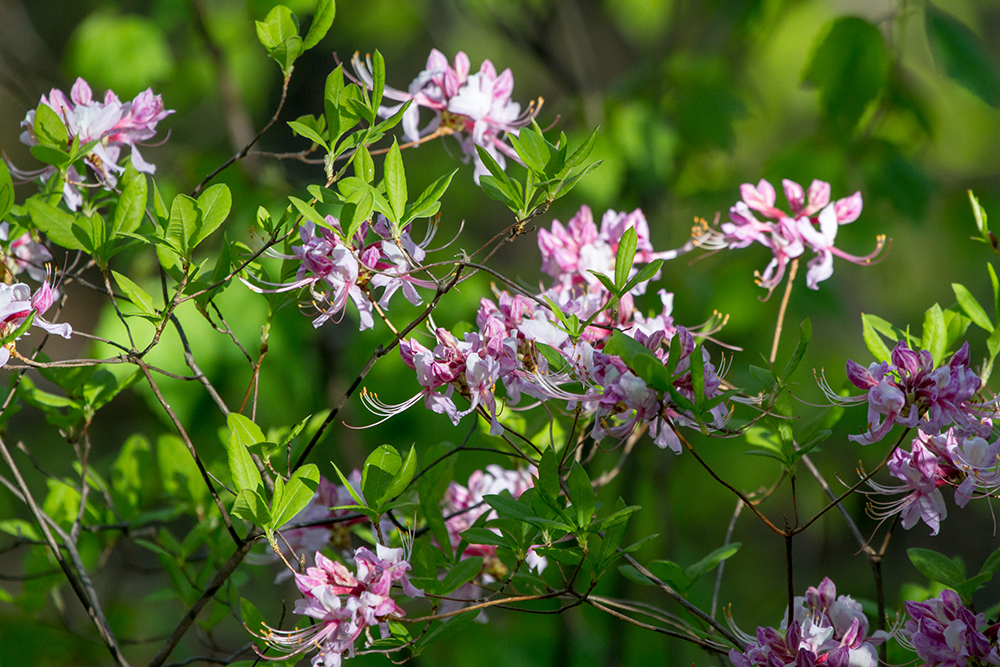 Pinxter Azalea